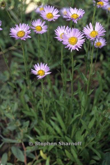 erigeron glacialis var glacialis 10 graphic